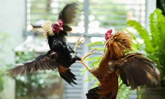 Đá gà trực tiếp luck8